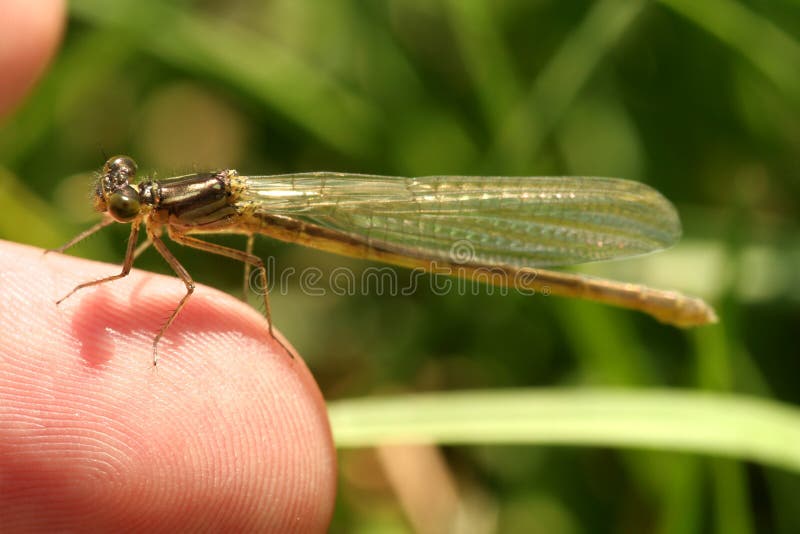 Little dragonfly