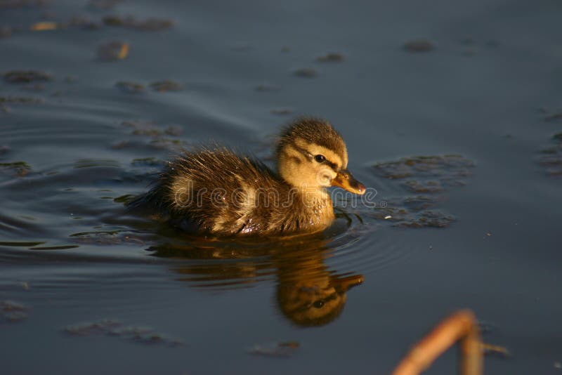 Little duck from Woudrichem stock photo Little duck from Woudrichem stock photo
