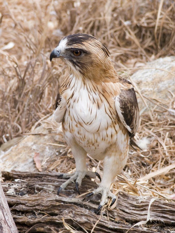 Little eagle stock image. Image of portrait, fluffy, majestic 6326415