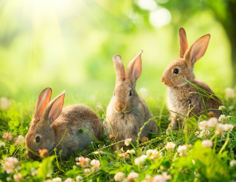 Iepurași de Paști stock photography