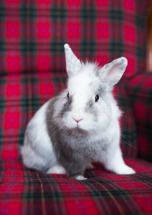 Little easter bunny on a checkered background at home stock photos