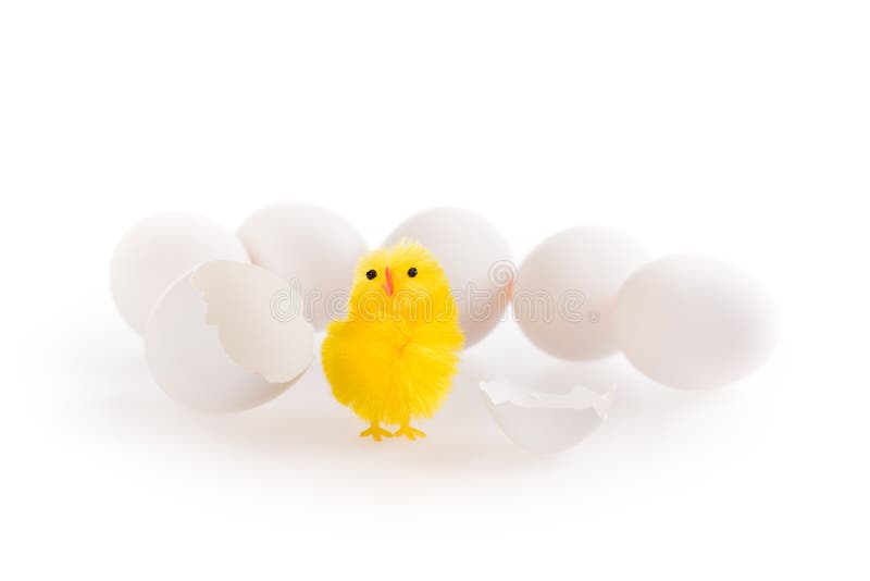 A little easter chicken hatched out of an egg royalty free stock photos