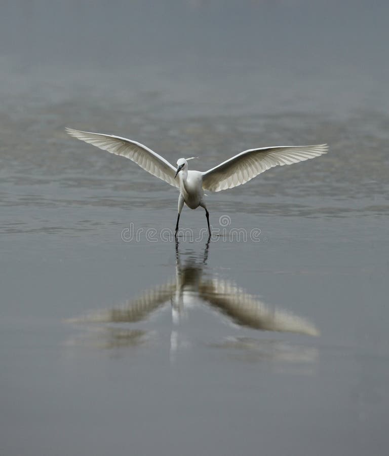 Little Egret