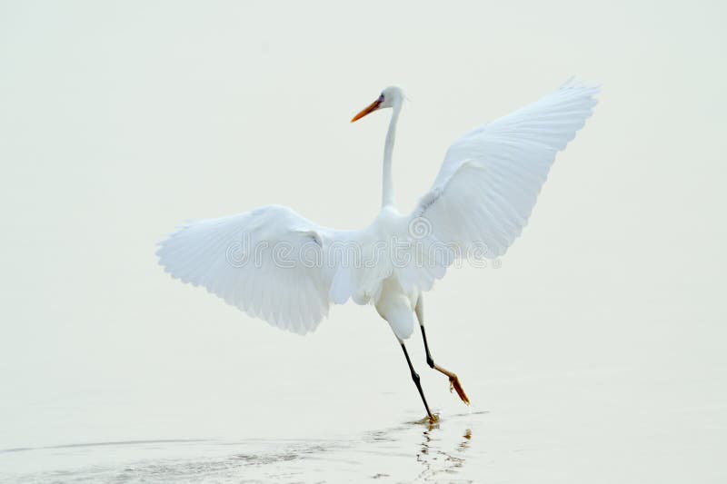 Little egret (egretta garzetta)