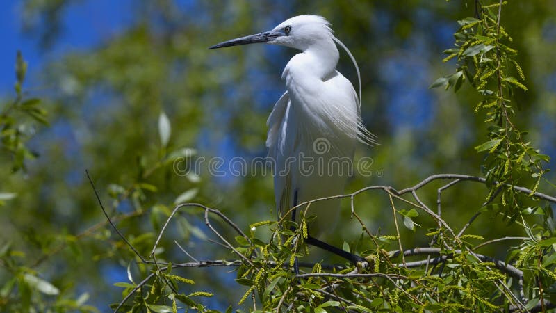 Little egret Egretta garzetta