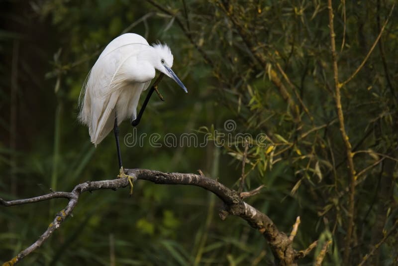 Volavka volavka egretta garzetta, fotografie tohoto velkého bílého brodivého ptáka, stojícího na větvi, čistí si peří