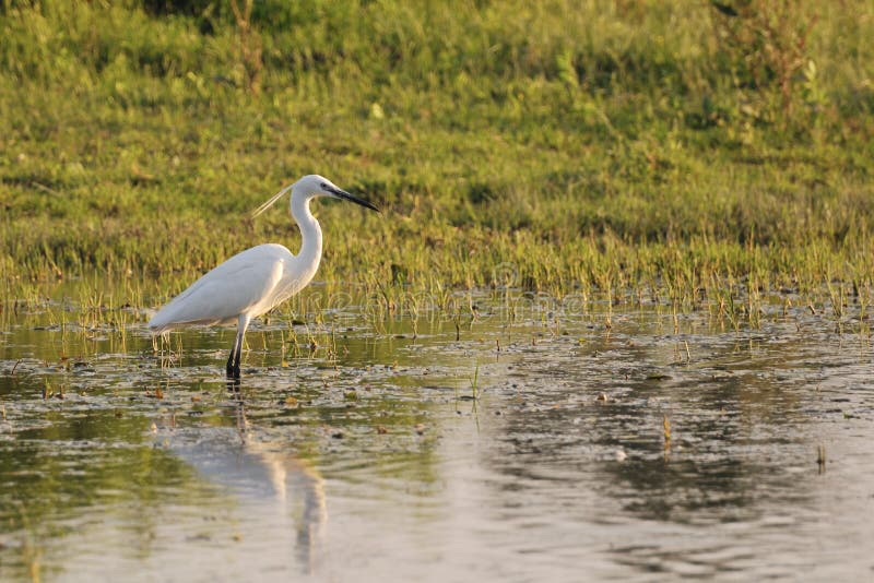 Little egret (Egretta Garzetta) in shallow water stock image