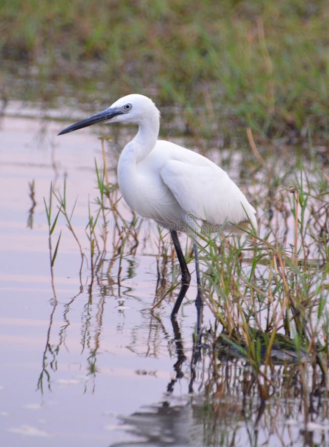 The little egret Egretta garzetta is a species of small heron in the family Ardeidae