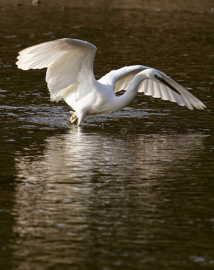 Little Egret fishing