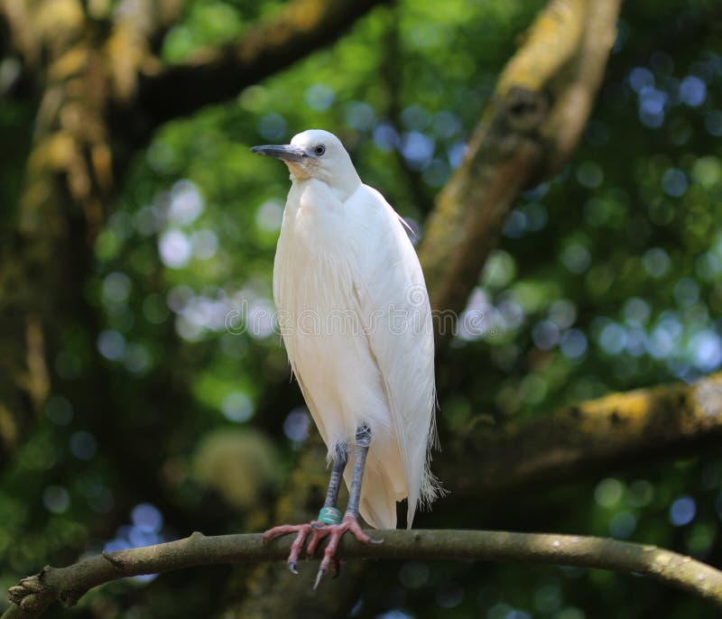 Little egret