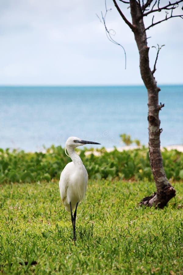 Little Egret (small white heron)