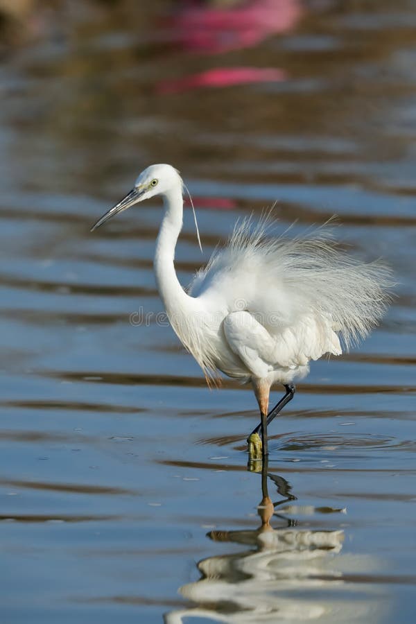 A little egret up close in breeding plumage