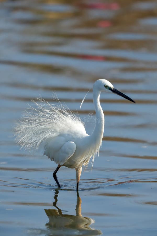 A little egret up close in breeding plumage