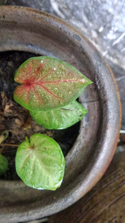 Little Elephant Ear Plant in Clay Pot in the Garden Stock Photo Image