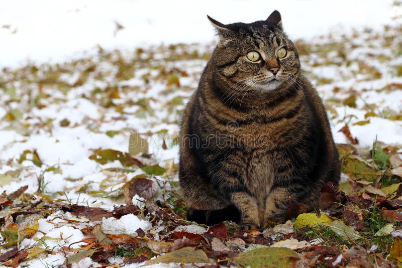 443 Angry Fat Cat Stock Photos - Free & Royalty-Free Stock Photos from  Dreamstime