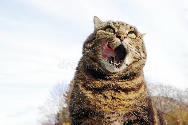 443 Angry Fat Cat Stock Photos - Free & Royalty-Free Stock Photos from  Dreamstime