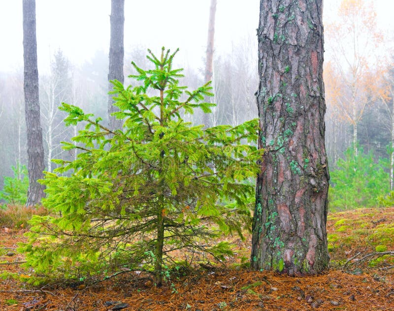 Little fir-tree in misty weather