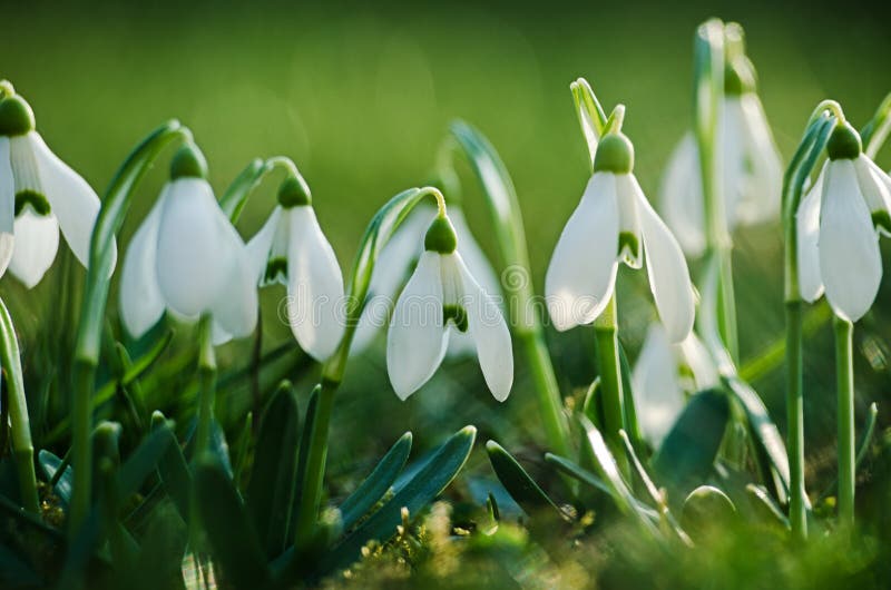 Little First Spring Flowers of Snowdrops Bloom Outdoors in the Spring ...