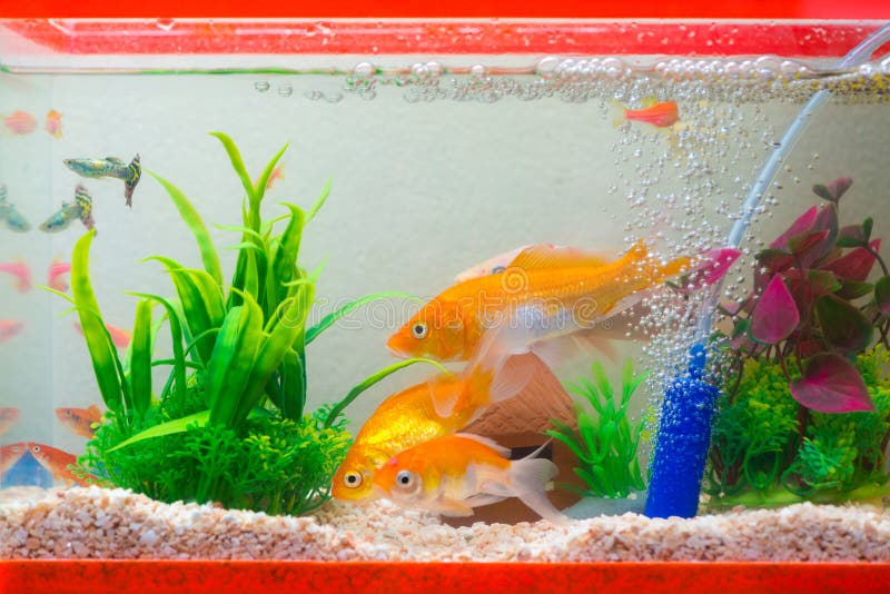 https://thumbs.dreamstime.com/b/little-fish-fish-tank-aquarium-gold-fish-guppy-red-f-little-fish-fish-tank-aquarium-gold-fish-guppy-red-fish-111156654.jpg