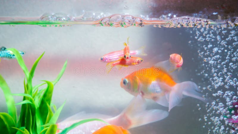 Little fish in fish tank or aquarium, gold fish, guppy and red f royalty free stock photos Little fish in fish tank or aquarium, gold fish, guppy and red f royalty free stock photos
