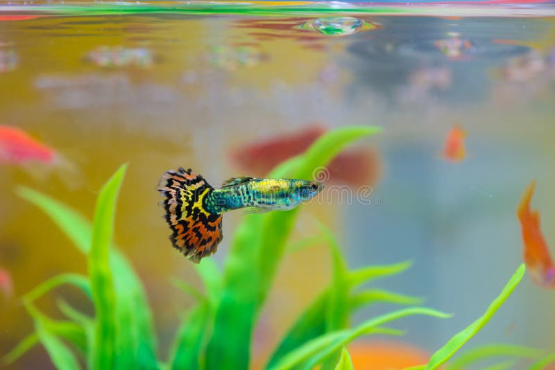 Little fish in fish tank or aquarium, gold fish, guppy and red f royalty free stock photos Little fish in fish tank or aquarium, gold fish, guppy and red f royalty free stock photos