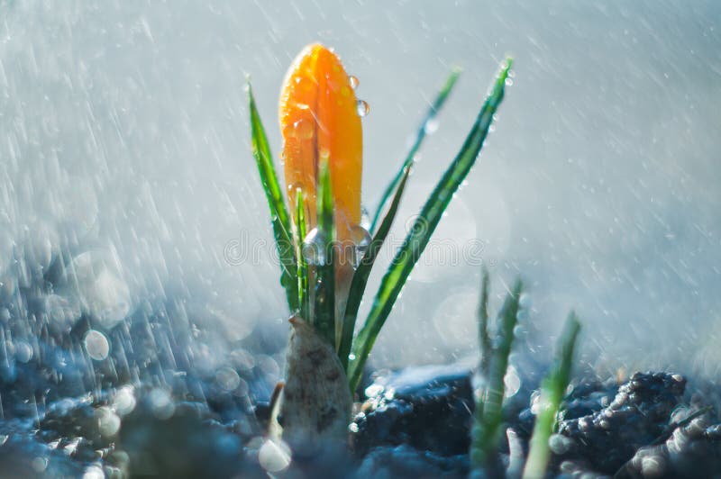 Little flower crocus in the spring rain stock images Little flower crocus in the spring rain stock images