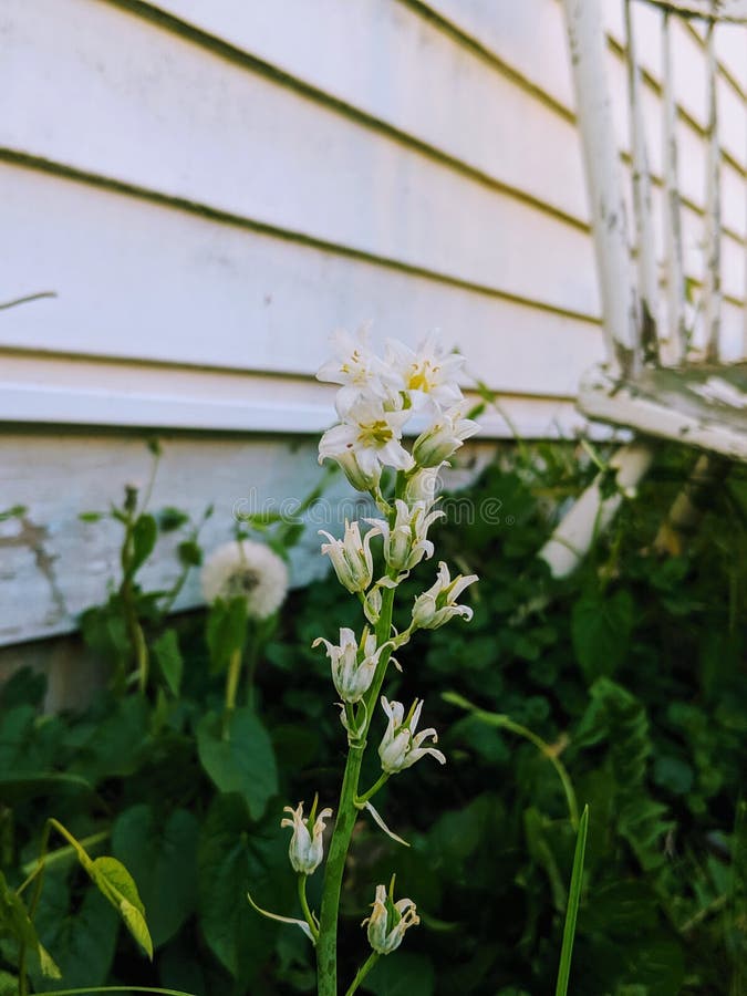 Little flower at dusk stock photo. Image of garden, sunsets 153706152
