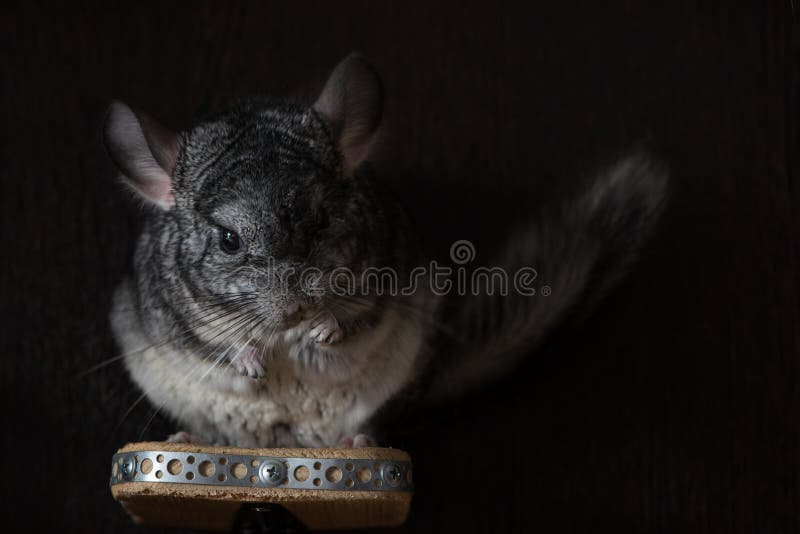 Can Chinchillas See In The Dark
