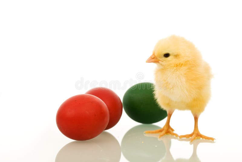 Little fluffy Easter chicken with dyed eggs