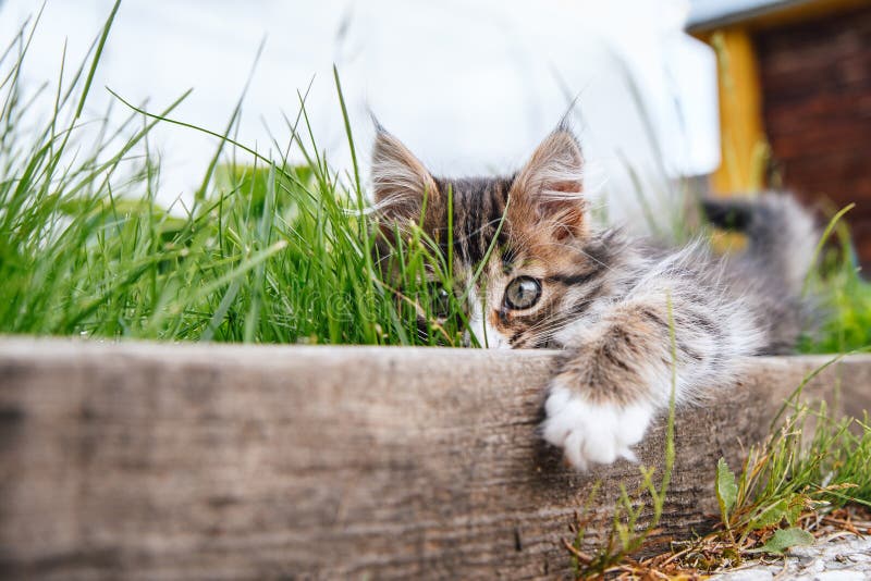 Little fluffy gray-white kitten lies in green grass. Funny domestic animals.