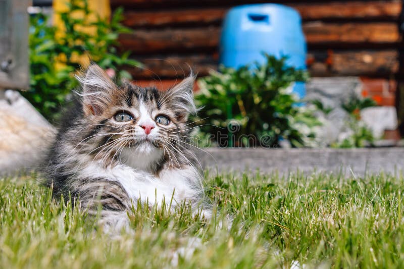 Little fluffy gray-white kitten lies on a green grass with a funny face. Funny domestic animals.