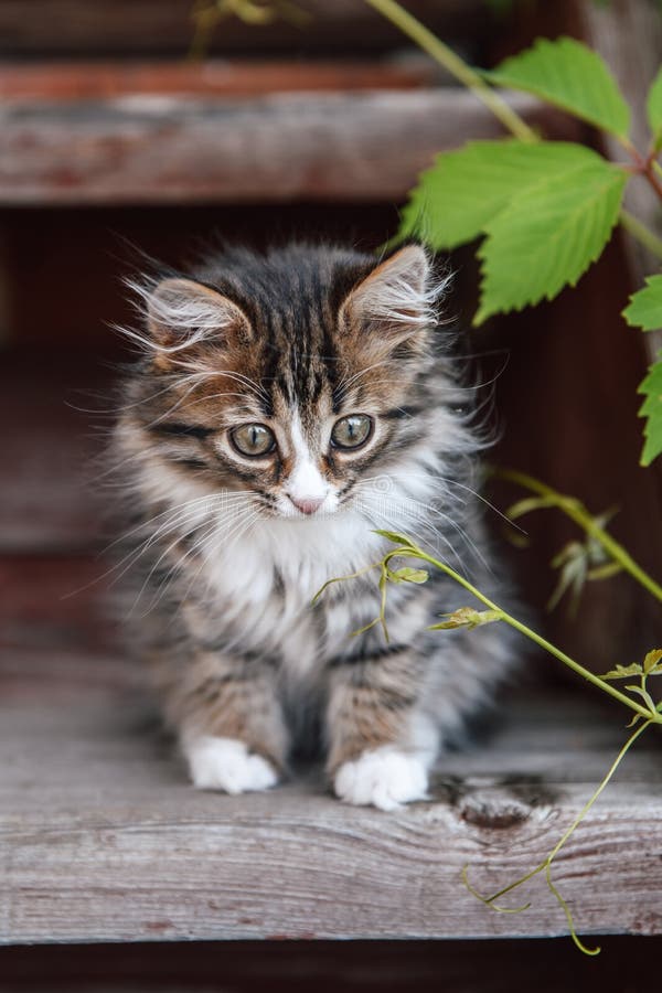 Little fluffy gray-white kitten sitting on a wooden porch. Funny domestic animals.