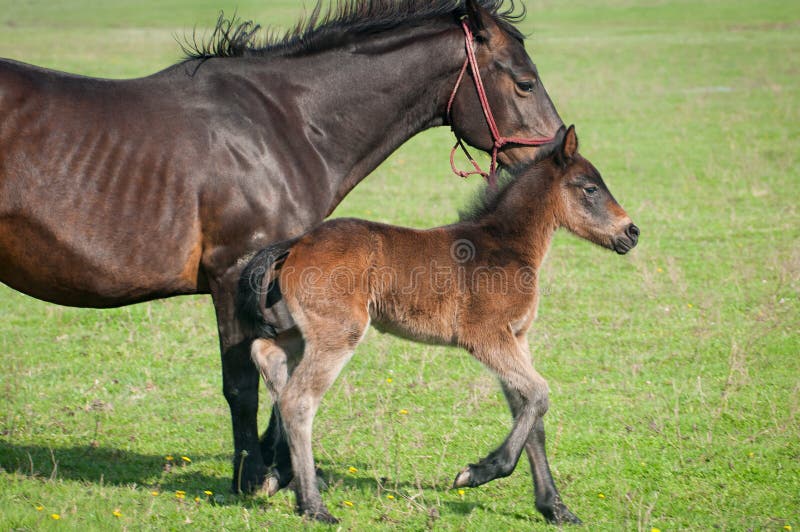 Little foal royalty free stock photography