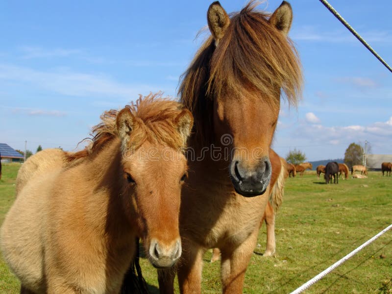 The little Foal with your Mother