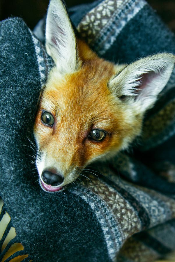Little Fox Wrapped Scarf Stock Photos Free & RoyaltyFree Stock