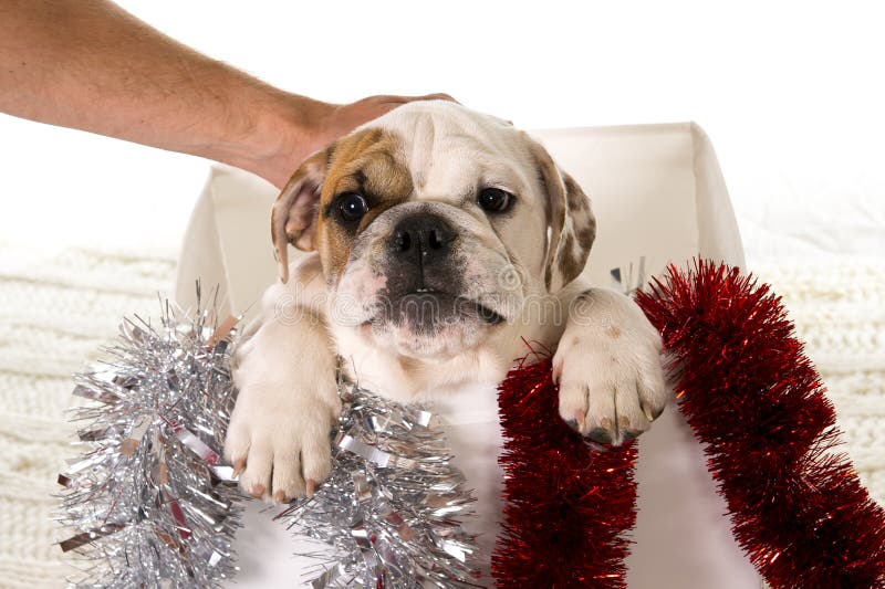 Little French bulldog cub in Christmas box as Santa present in dog gift xmas concept