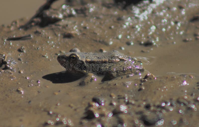 A Frog In The Muddy Green Water With Bubbles Stock Image Image of
