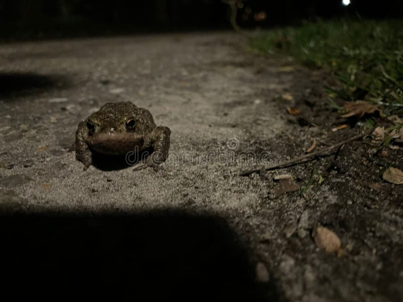 Little frog at night stock image. Image of night, nature 274204481