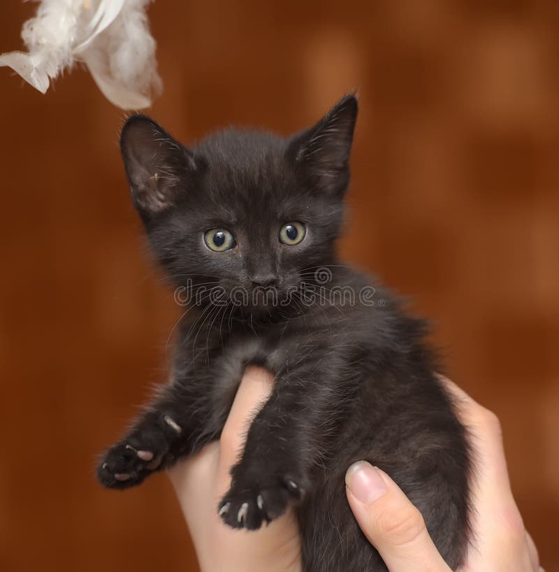 Little funny black kitten stock image. Image of furry 140411833