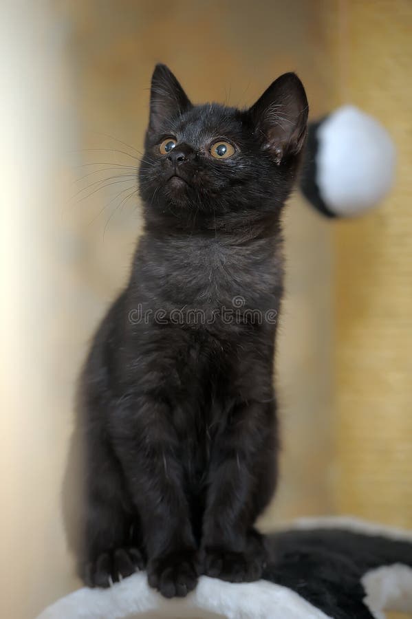 Little Funny Black Kitten in the Hands in a Blue Collar Stock Image