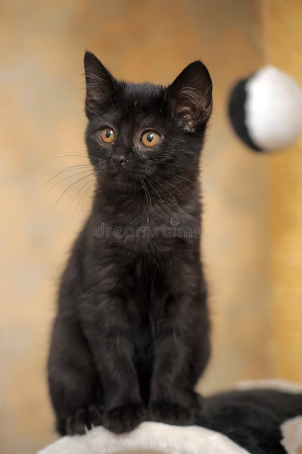Little Funny Black Kitten in the Hands in a Blue Collar Stock Image