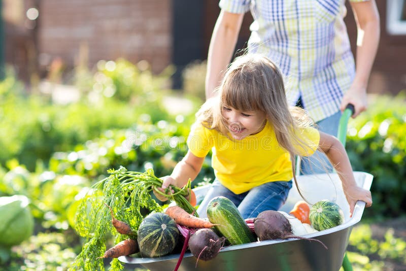 Little Child Girl Inside Wheelbarrow Vegetables Garden Stock Photos