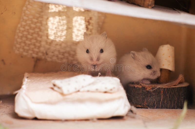 1,138 Funny Hamsters Stock Photos - Free & Royalty-Free Stock Photos from  Dreamstime
