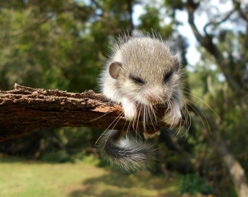 Little furry animal stock photo. Image of sunrise, early 65654928
