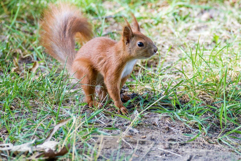 Little furry squirrel on grass in the park