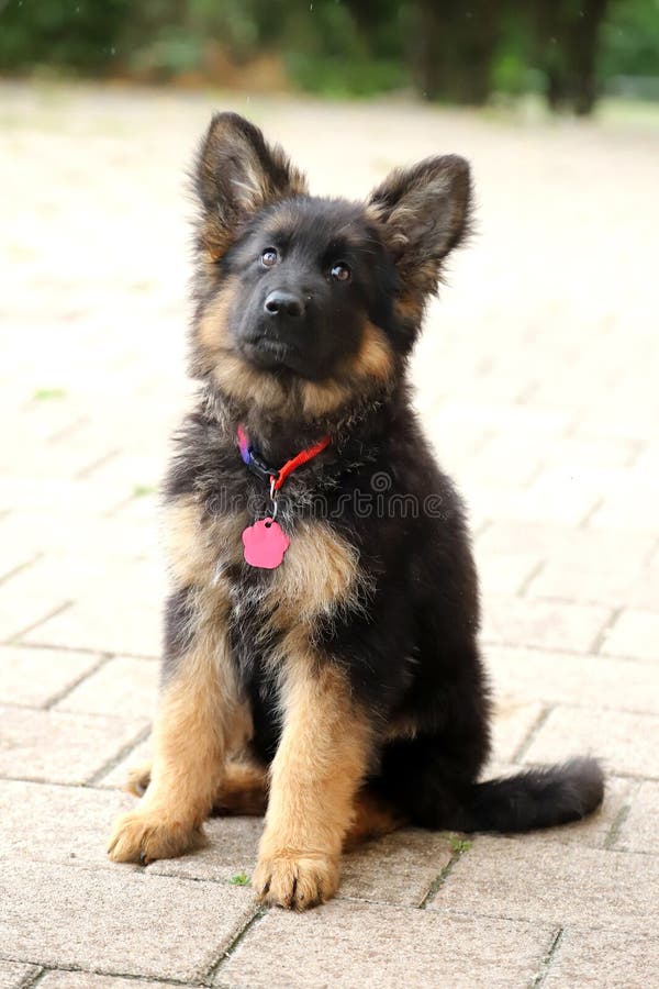 Little German Shepherd Pup with Black Mask and Black and Tan Long-hair  Sitting Stock Image - Image of club, clever: 194429563