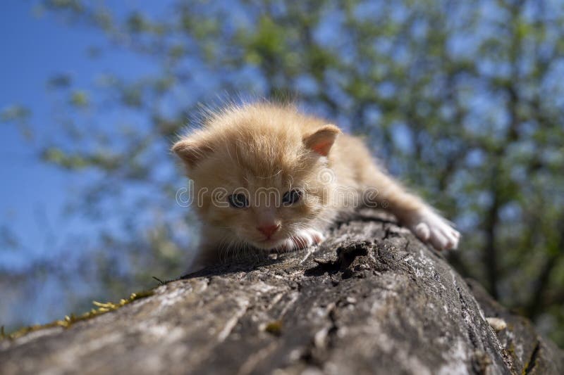 Little ginger kitten crouching on a tree trunk against of blue sky and spring tree branches