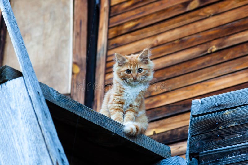 Little ginger kitten royalty free stock photography Little ginger kitten royalty free stock photography
