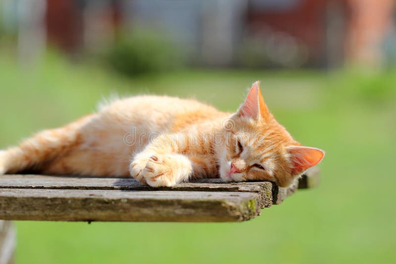 Little Ginger Kitten Resting royalty free stock images Little Ginger Kitten Resting royalty free stock images