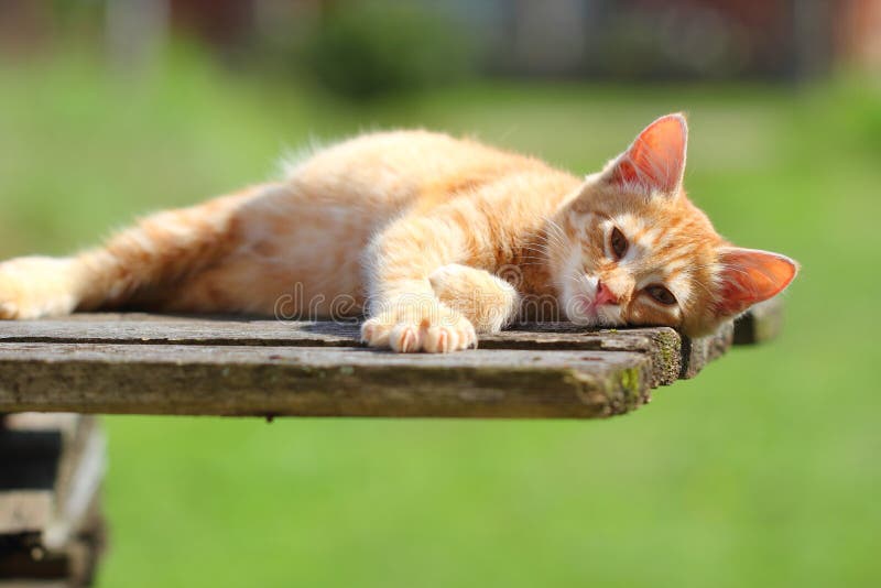 Little Ginger Kitten Resting stock photo Little Ginger Kitten Resting stock photo